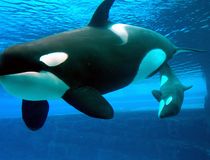 Marineland - Agrandir l'image, .JPG 232,9 Ko (fenêtre modale)
